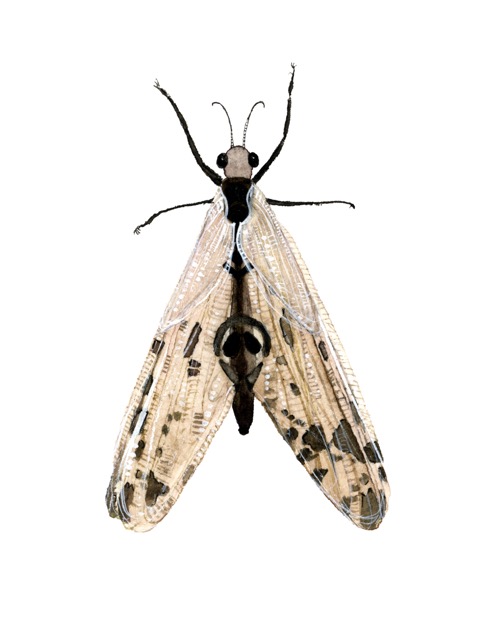 Neuroptera spectralis — natural history watercolour specimen by Léna Ruisz: a ghost lacewing with translucent wings