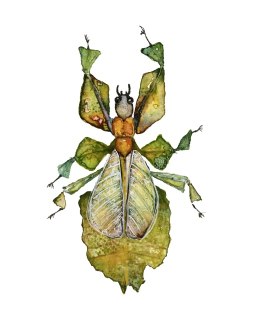 Phyllium imaginarium — natural history watercolour specimen by Léna Ruisz: fantastical leaf insect with olive-green wings